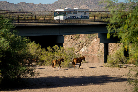 Salt River Wild Horses-560