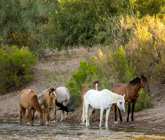 Salt River Wild Horses-188