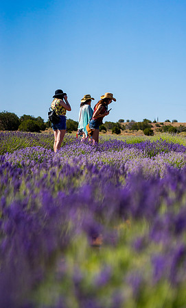 Lavendar Festival
