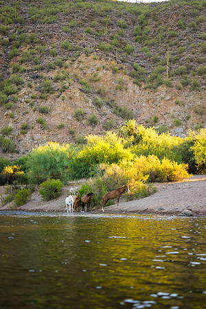 Salt River Wild Horses-145