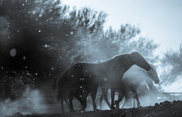 Salt River Wild Horses-236