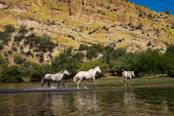 Salt River Wild Horses-898