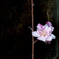 Peach Blossoms-5