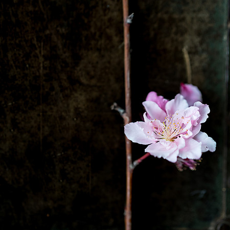 Peach Blossoms-5
