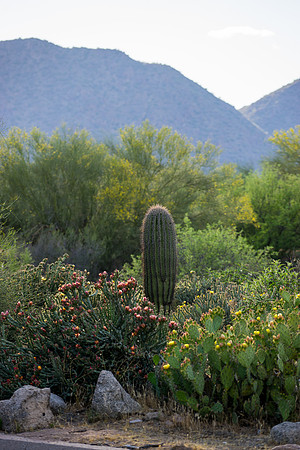 Saguaro Lake