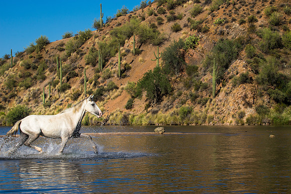 Salt River Wild Horses-878
