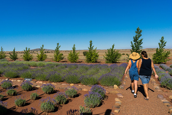 Lavendar Festival