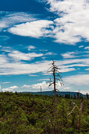 Tonto National Forest