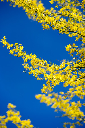 2015-4 Foskett Creative Photography-00503