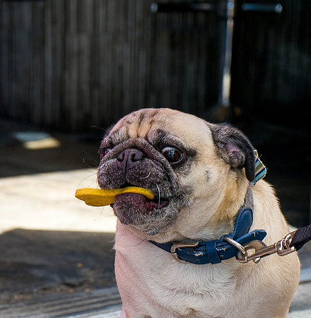 Short Leash, Sit...Stay-534-2