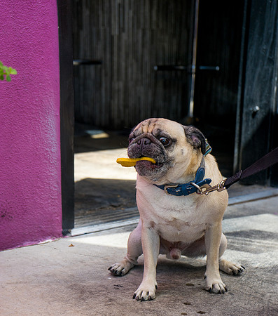 Short Leash, Sit...Stay-534
