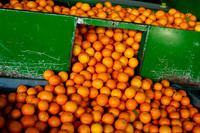 The Orange Patch