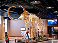 Arizona Museum of Natural History