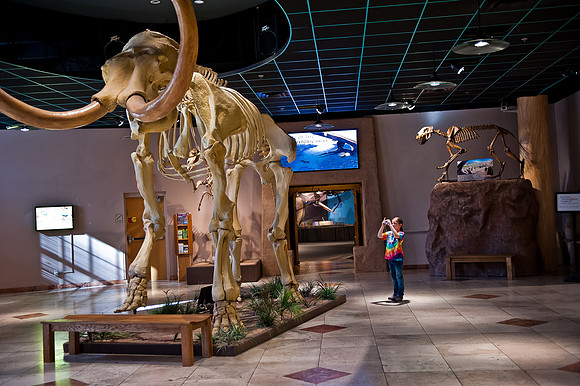 Arizona Museum of Natural History