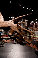 Arizona Museum of Natural History