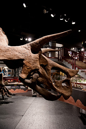 Arizona Museum of Natural History