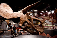 Arizona Museum of Natural History