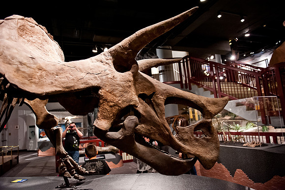 Arizona Museum of Natural History