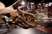 Arizona Museum of Natural History