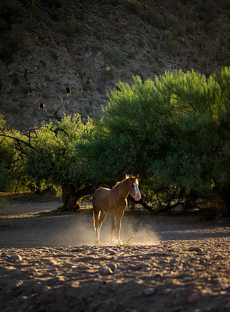 Salt River Wild Horses-297