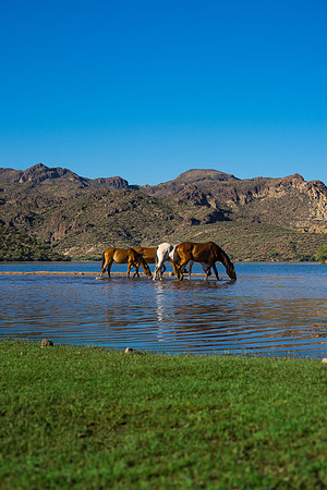 Salt River Wild Horses-720