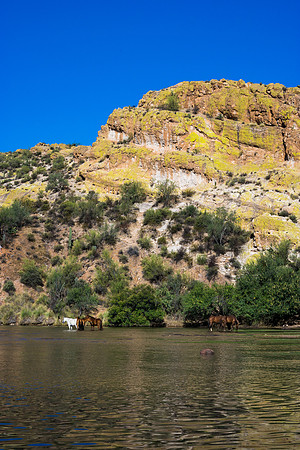 Salt River Wild Horses-919