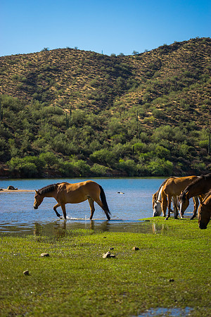 Salt River Wild Horses-937