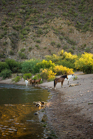 Salt River Wild Horses-69