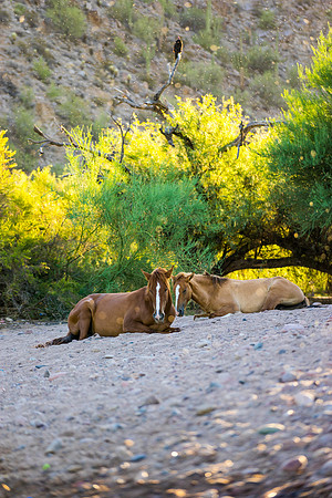 Salt River Wild Horses-132