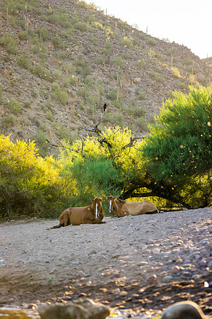 Salt River Wild Horses-136