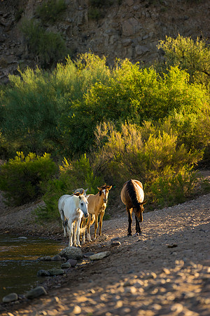 Salt River Wild Horses-312