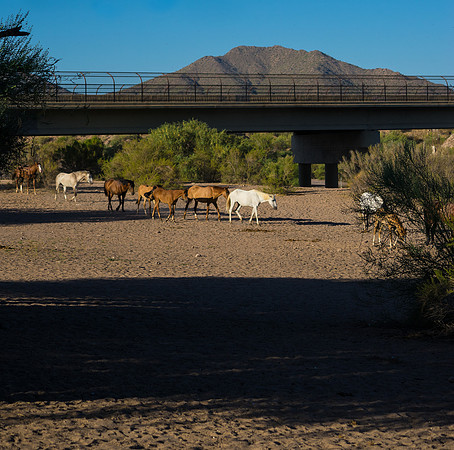 Salt River Wild Horses-565