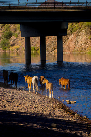 Salt River Wild Horses-573