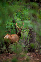 Foskett Creative Photography  -678