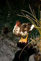 Foskett Creative-3