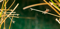 Foskett Creative-5