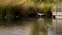 Foskett Creative-13