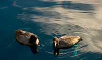 Foskett Creative-7