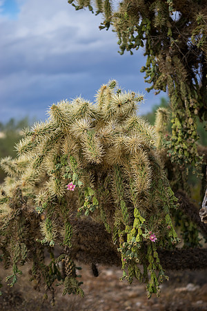 San Tan Regional Park-146-2