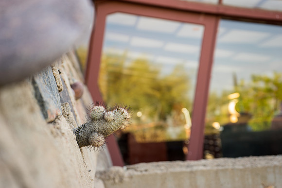Taliesin West-101
