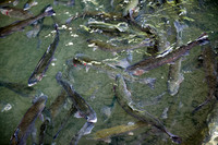 Tonto Creek Fish Hatchery-494