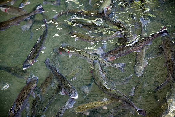 Tonto Creek Fish Hatchery-494