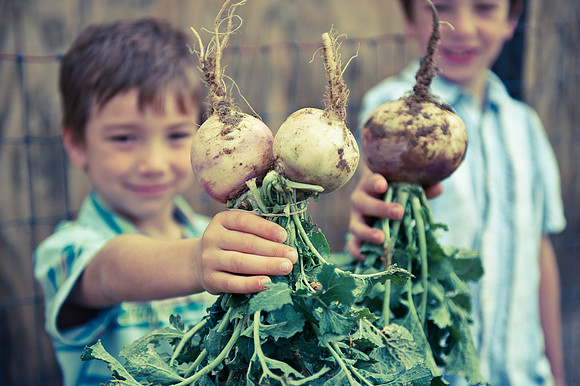 Schnepf Farms