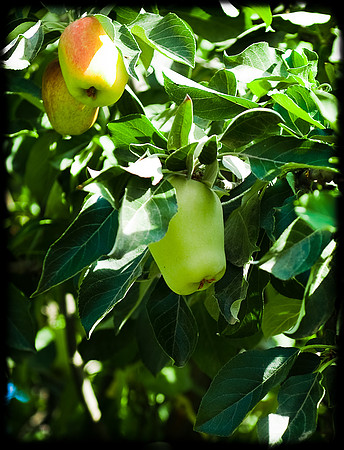 Schnepf Farms