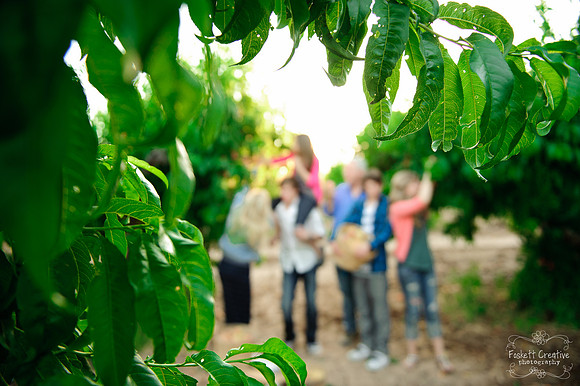 Schnepf Farms