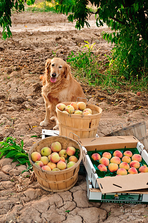 Schnepf Farms
