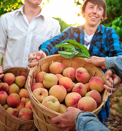 Schnepf Farms