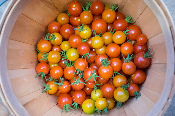Schnepf Farms