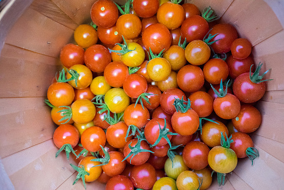 Schnepf Farms
