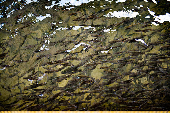 Tonto Creek Fish Hatchery-547